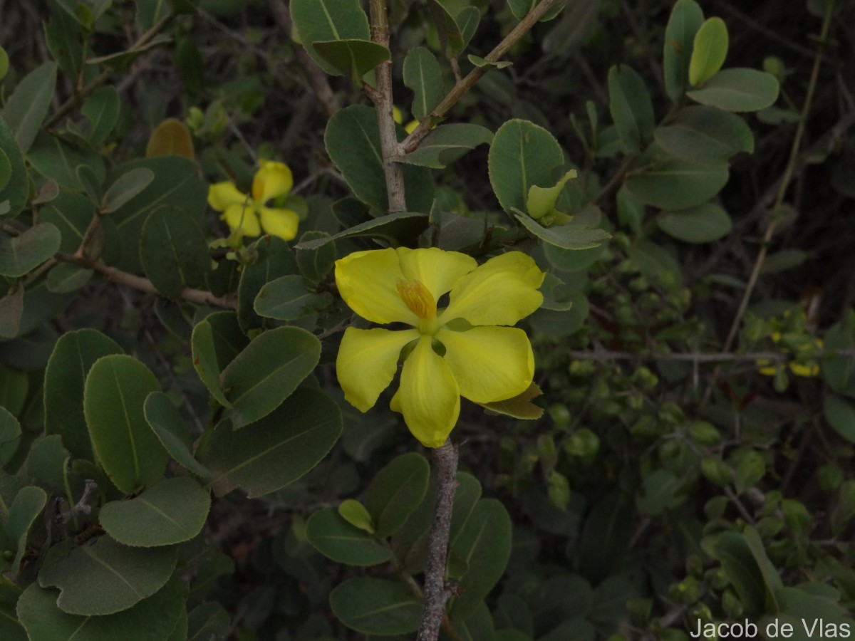 Ochna obtusata DC.